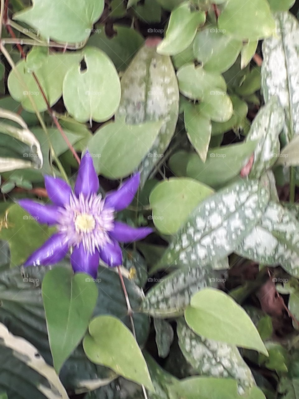 purple clematis and leaves