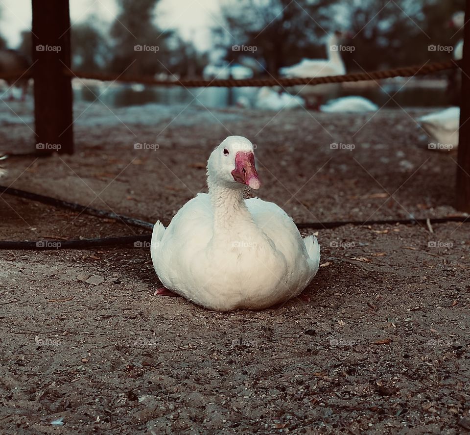 Duck