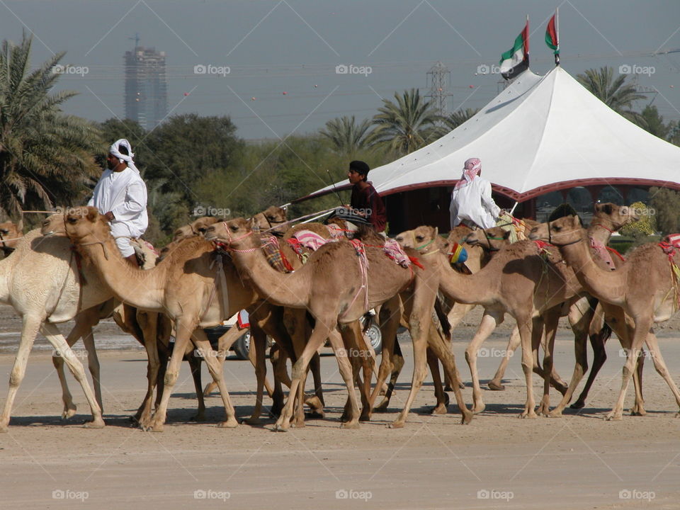 Camel market, Dubai, United Arab Emirates
