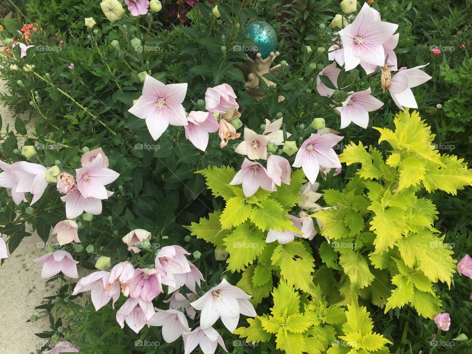 Pink and Green Flowers