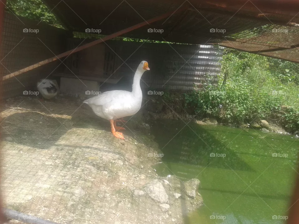 bird