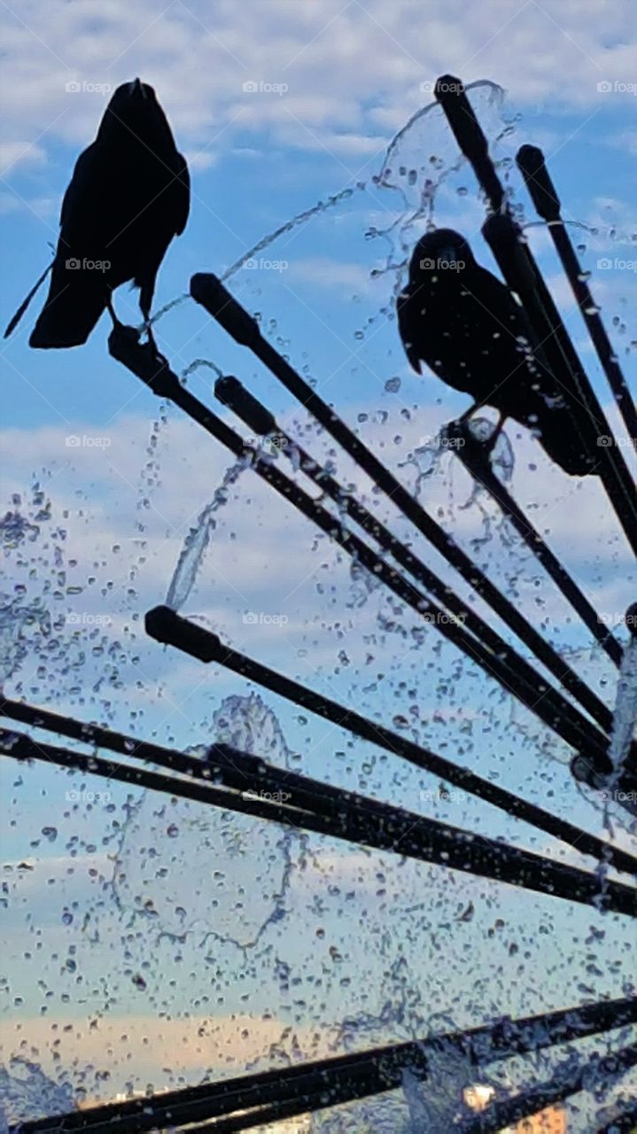 Crows playing in the fountain