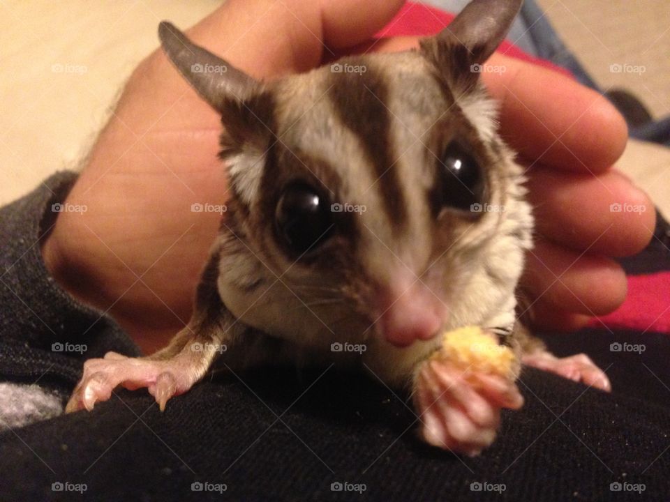 Sugar glider. 