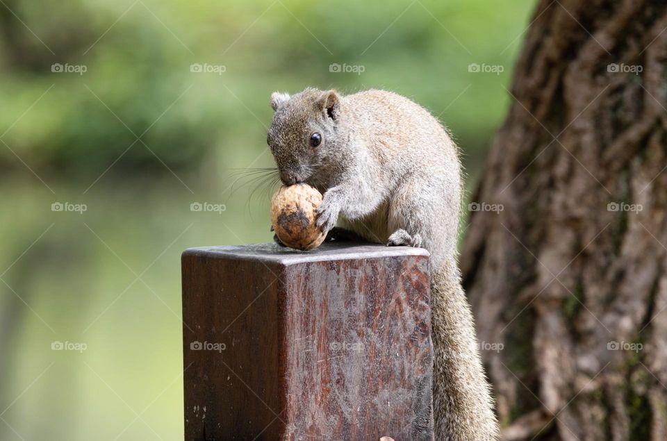 squirrel