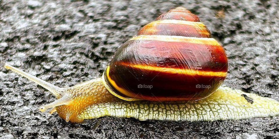 Crawling Snail