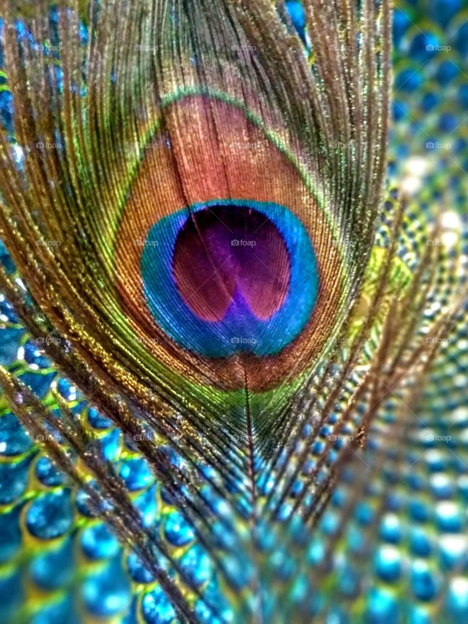 Peacock feather