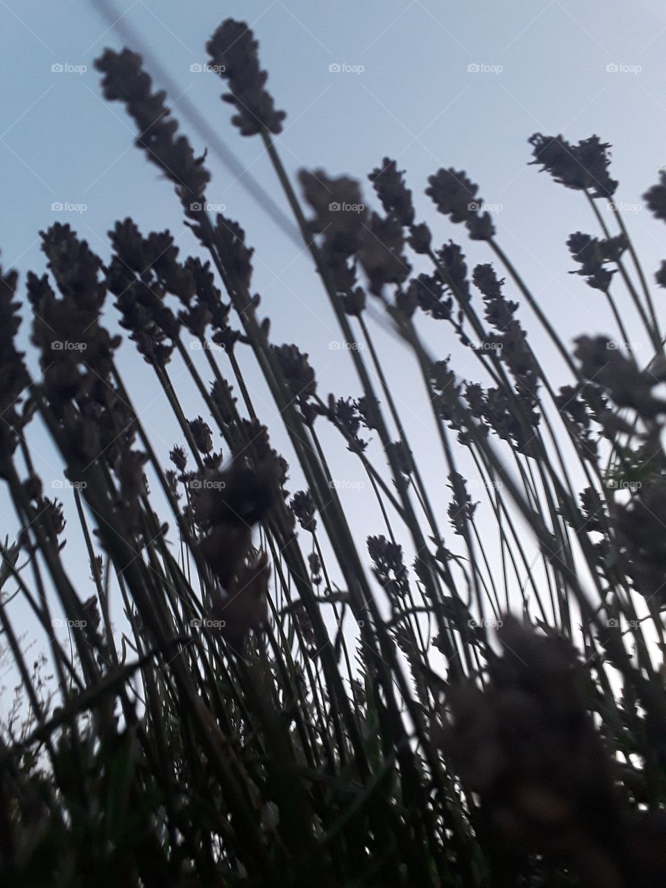 lavender in the evening