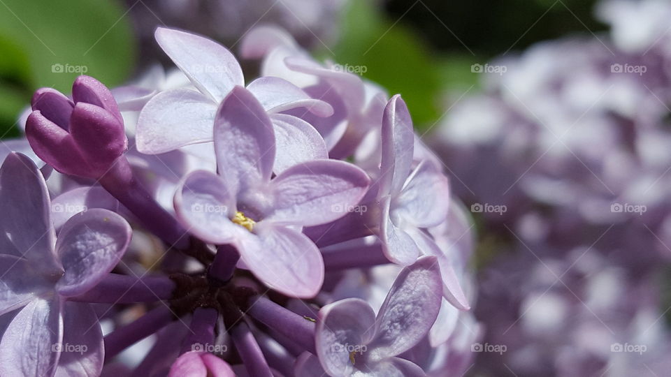 beautiful lilacs