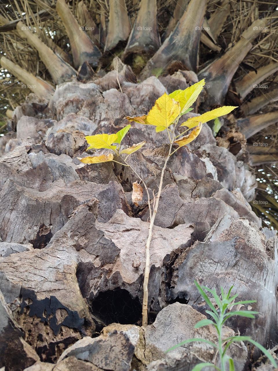 Palm tree, with new tree growing
