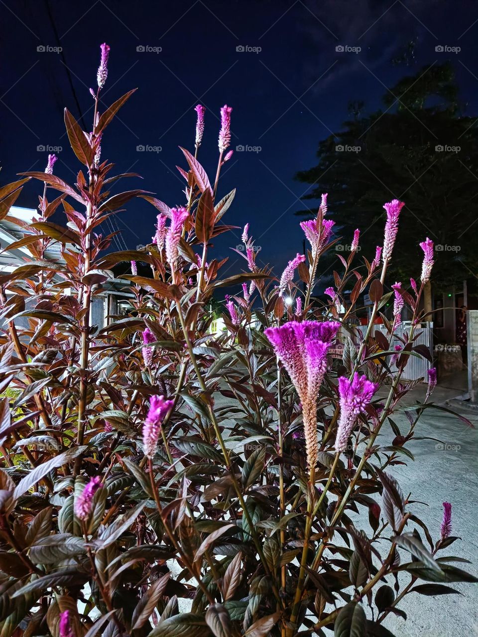 Urban Nature: Plants