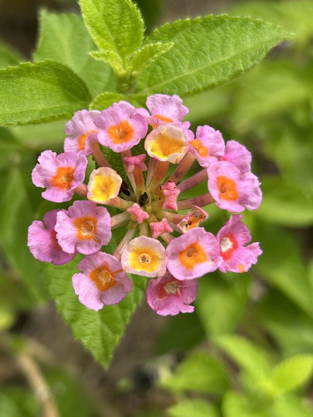 West Indian Lantana plant