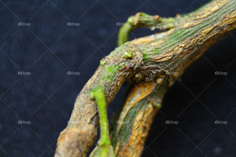 green plant macro