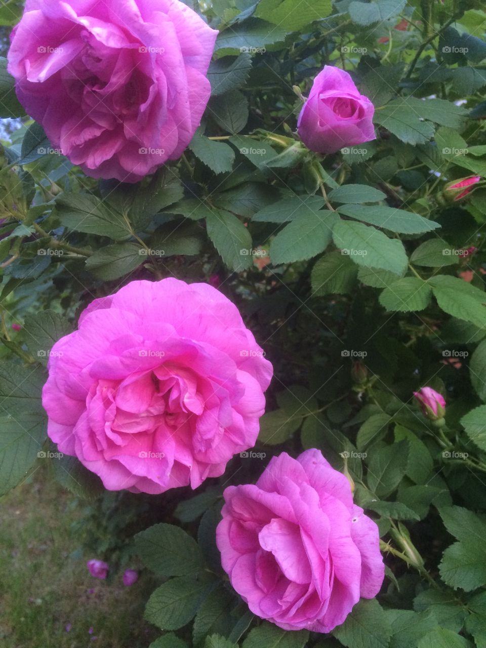 Roses in garden 