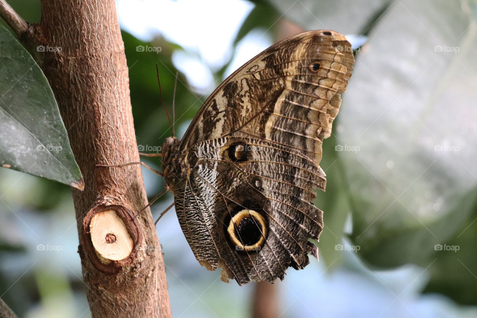 Beautiful large Owl Butterfly