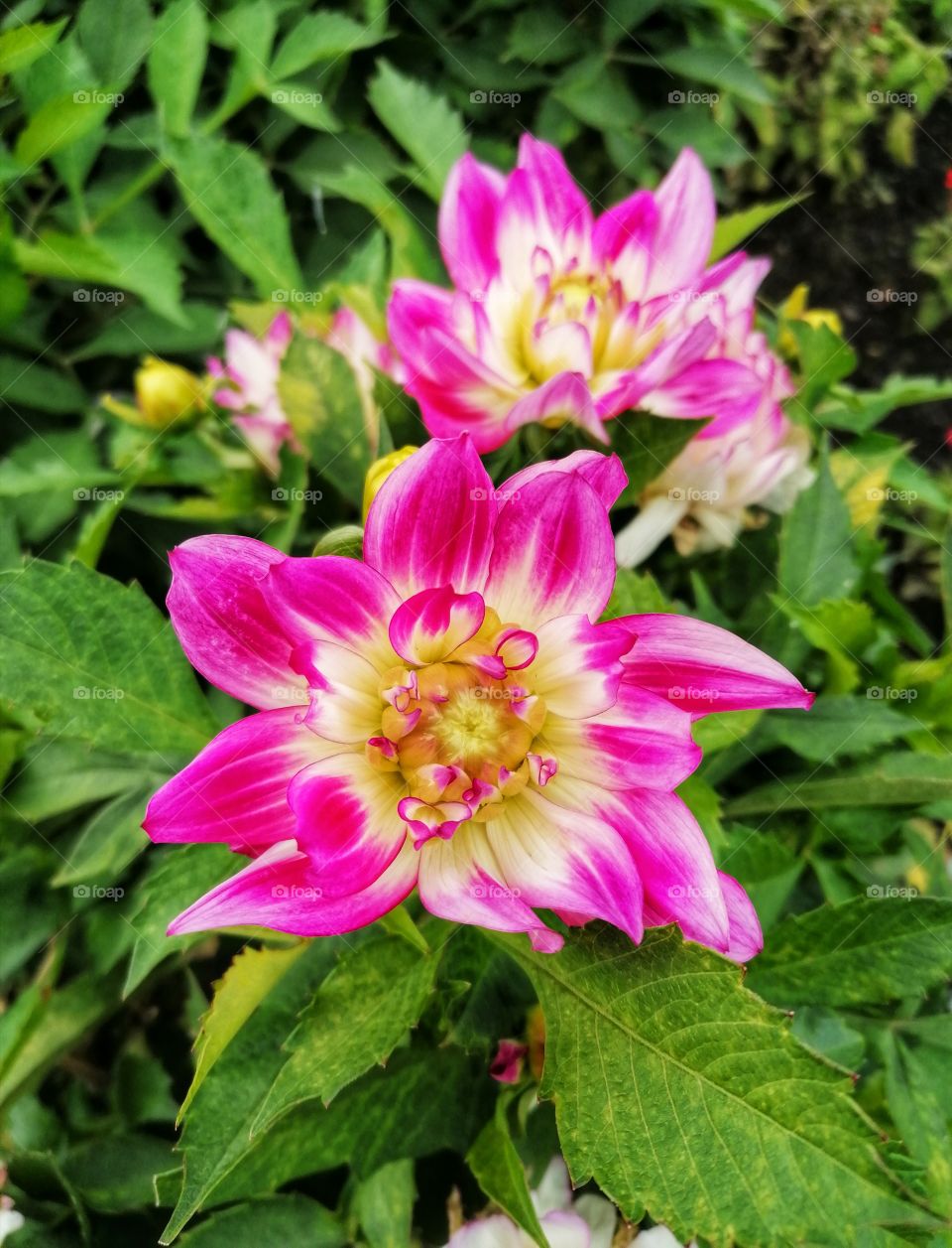 Beautiful summer flowers.