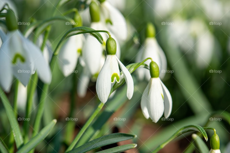 snowdrops in spring close up