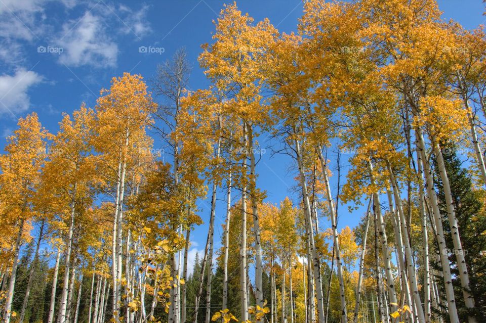 Aspens 