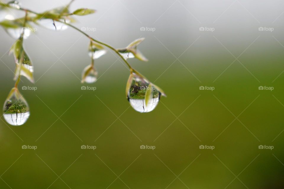 raindrops on branch