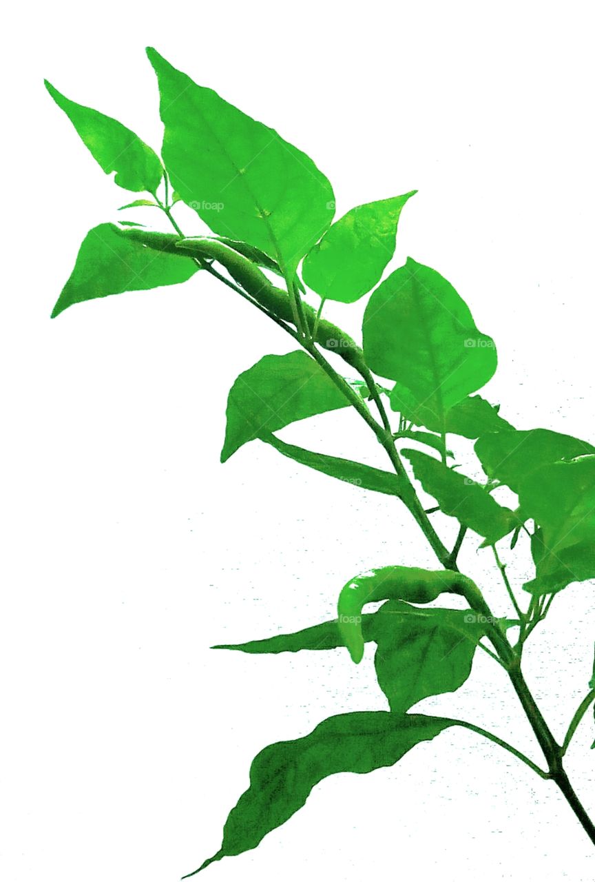 Chilli,white background