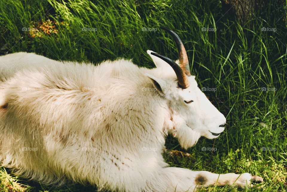 Mountain Goat Sunbathing in a cool green grass. 