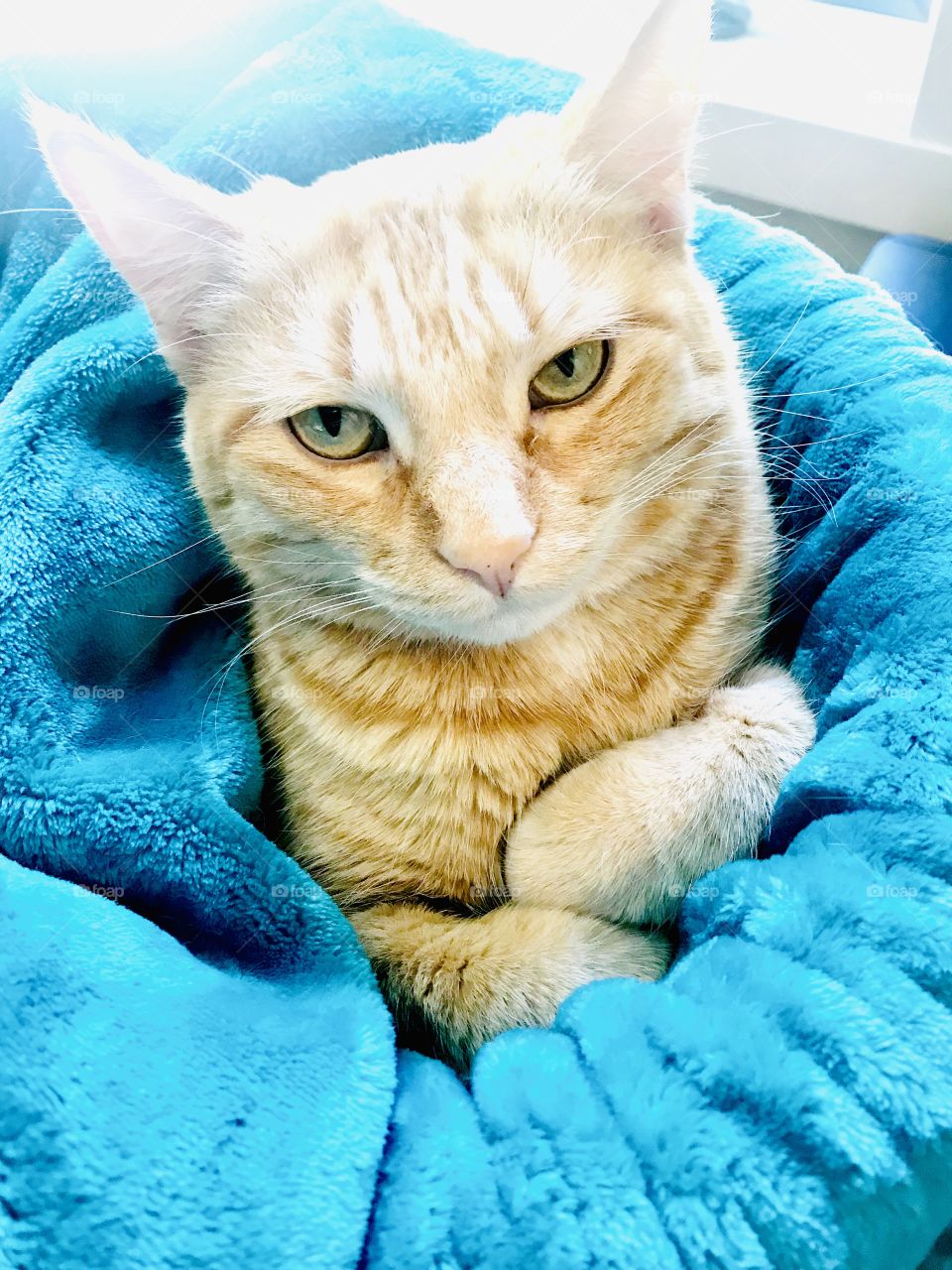 Darling orange tabby cat sitting all cuddled up in beautiful bright blue blanket!! 