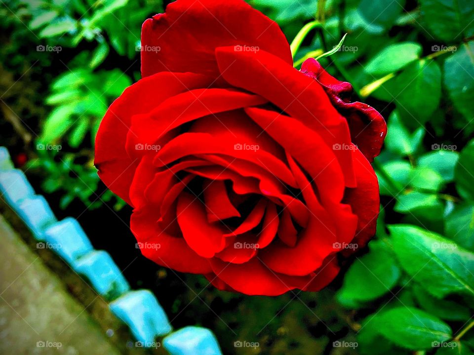 Vibrant red rose