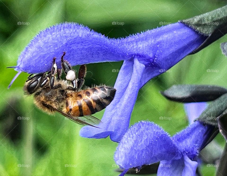 Honey bee gathering pollen pellets on hind legs from anise-scented sage.