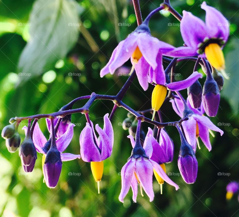 Wild bush with poisonous berries 
