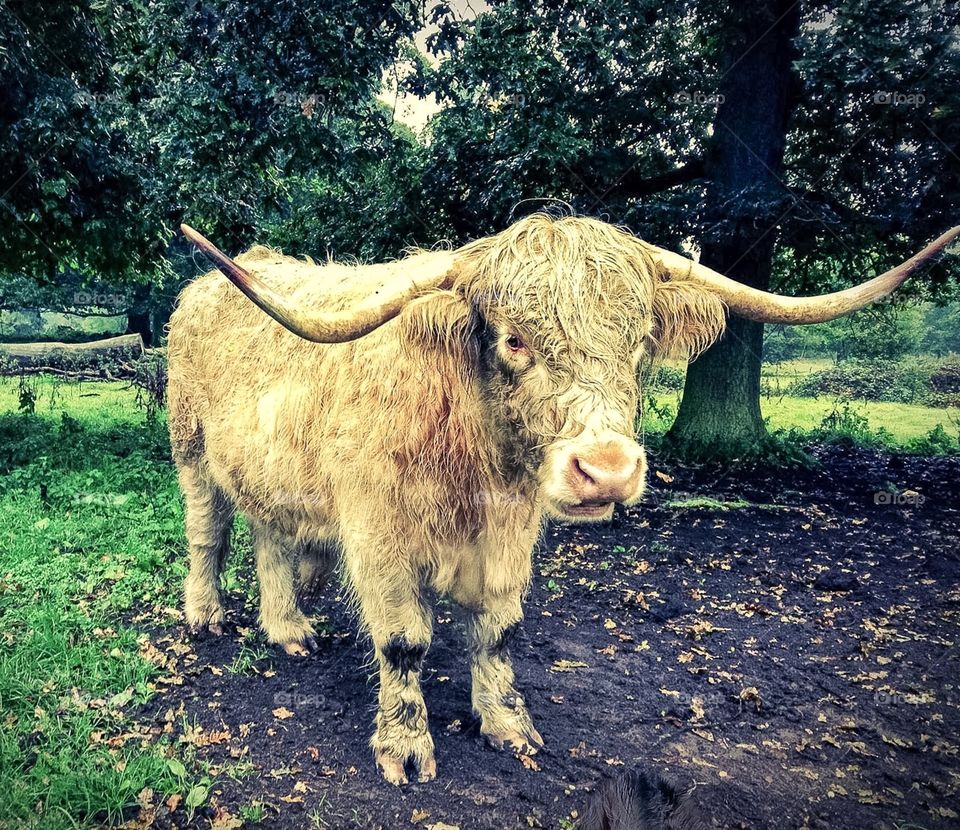 The Hairy Scottish Coo.