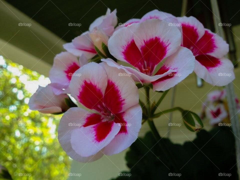 Geranium with a red eye 