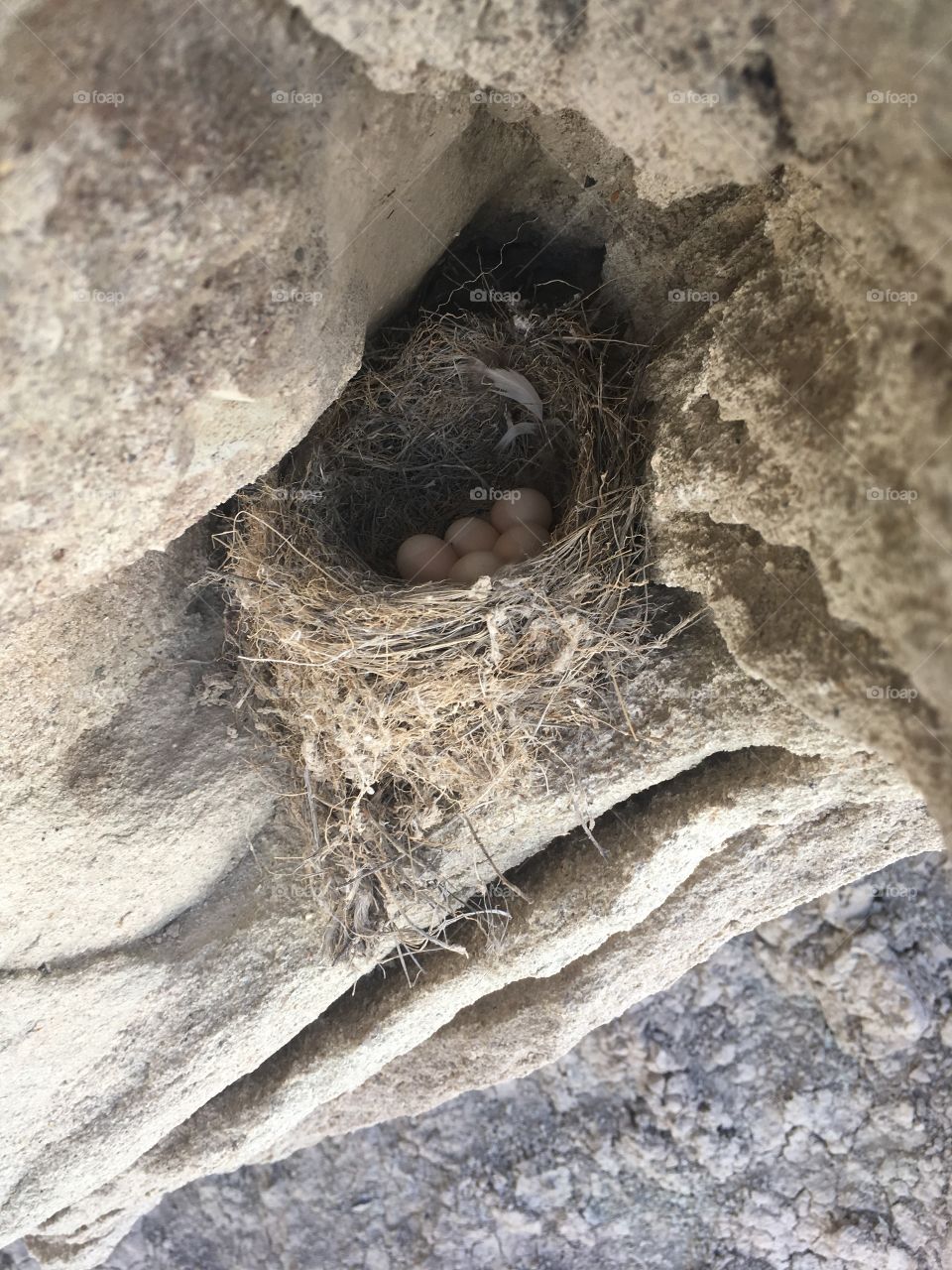 Bird nest on rock