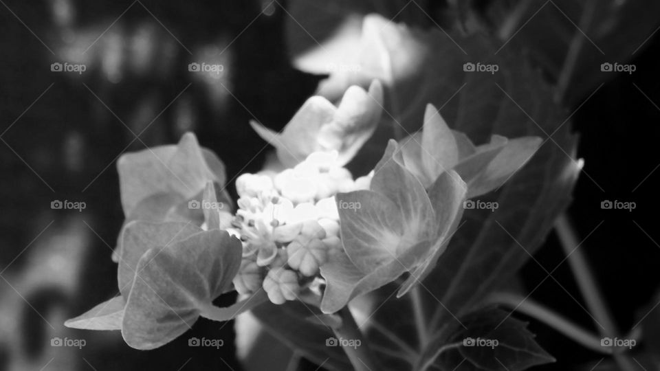 hydrangea in light and shadows