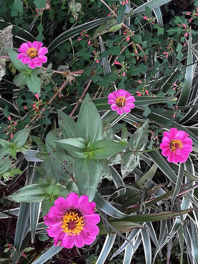 random pink flowers