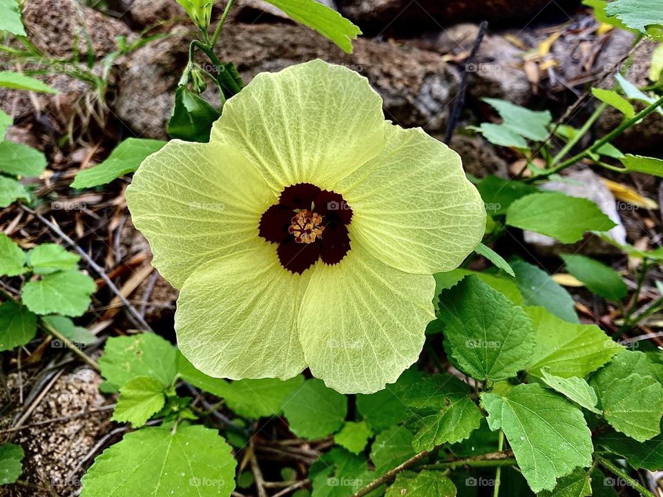 Flower in bloom