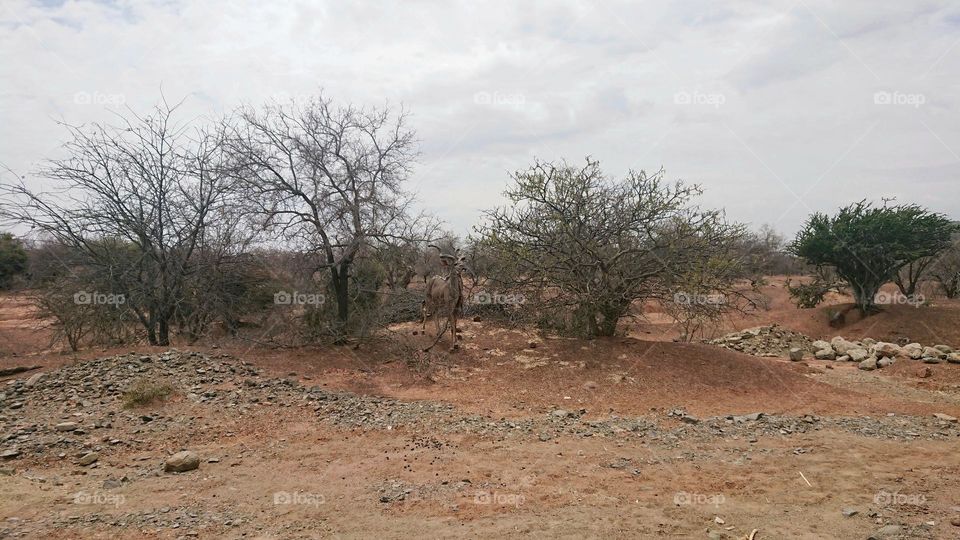 Kudu bull camouflaging in dry winter trees in South Africa