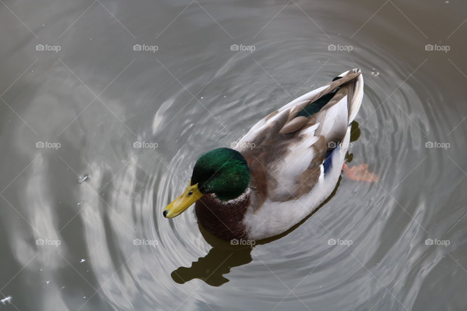 Duck, Bird, Water, Lake, Reflection