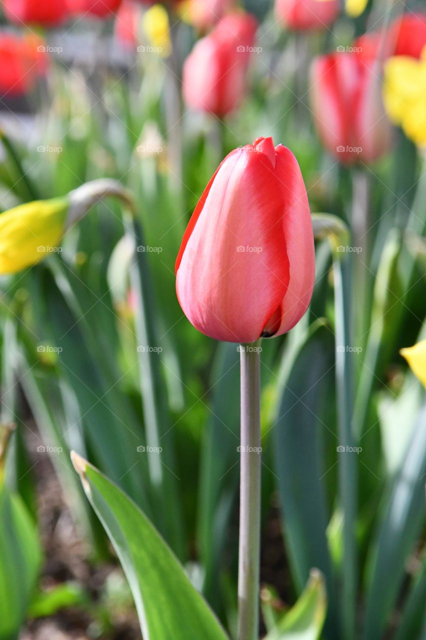 Tulips