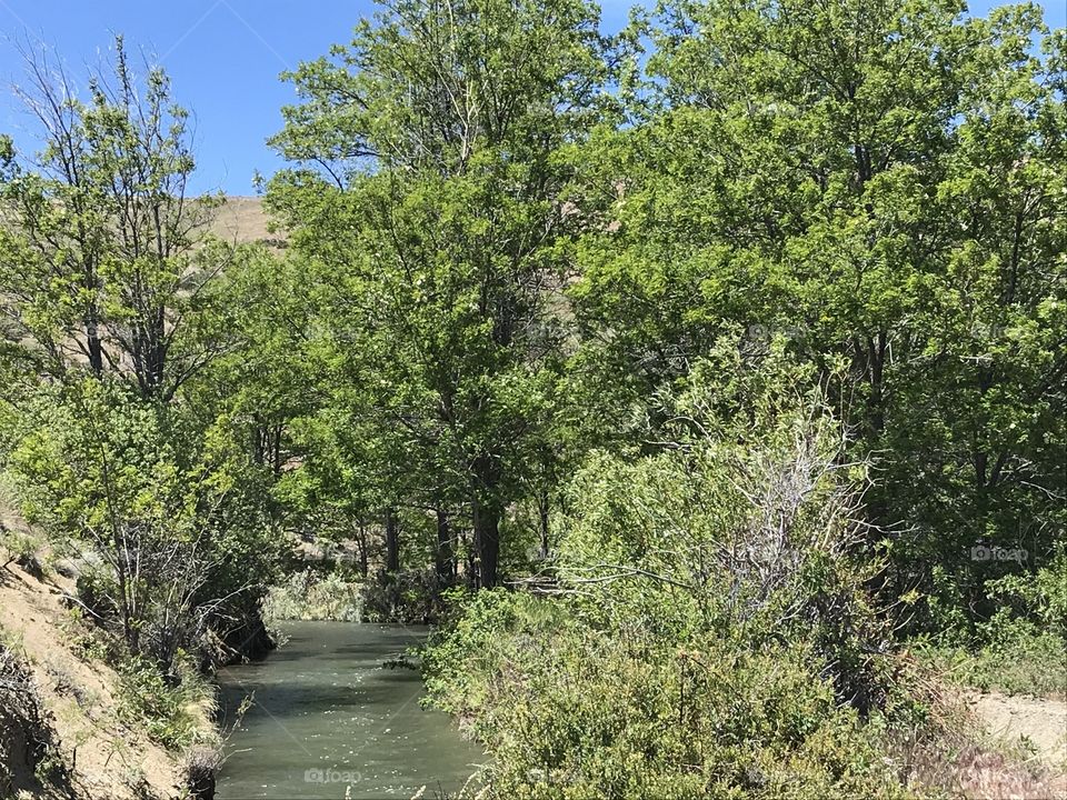 Lush greenery while on a hike along a stream. 
