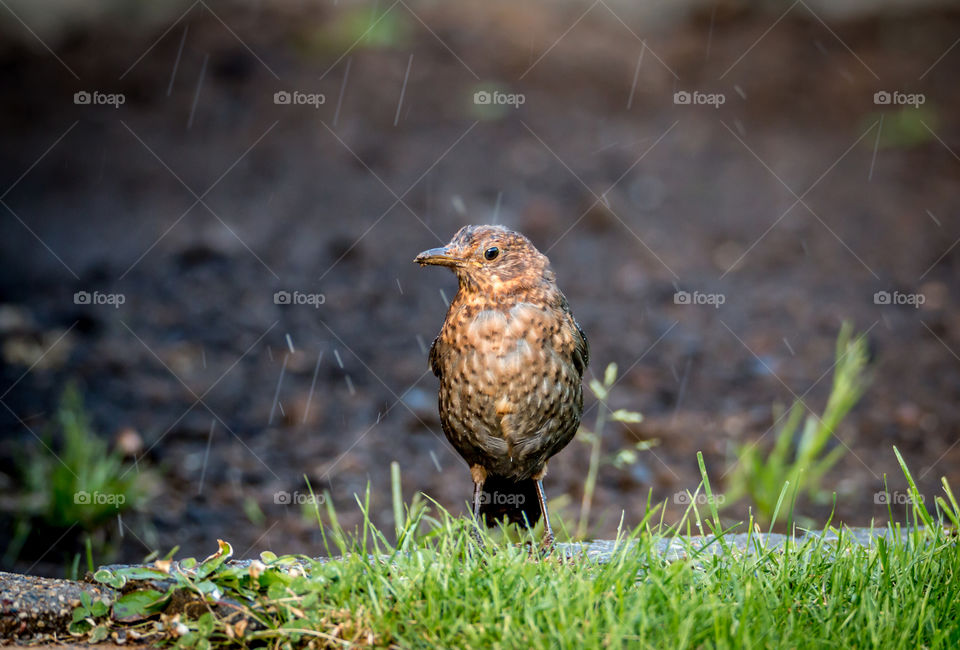 Close-up of bird in rain