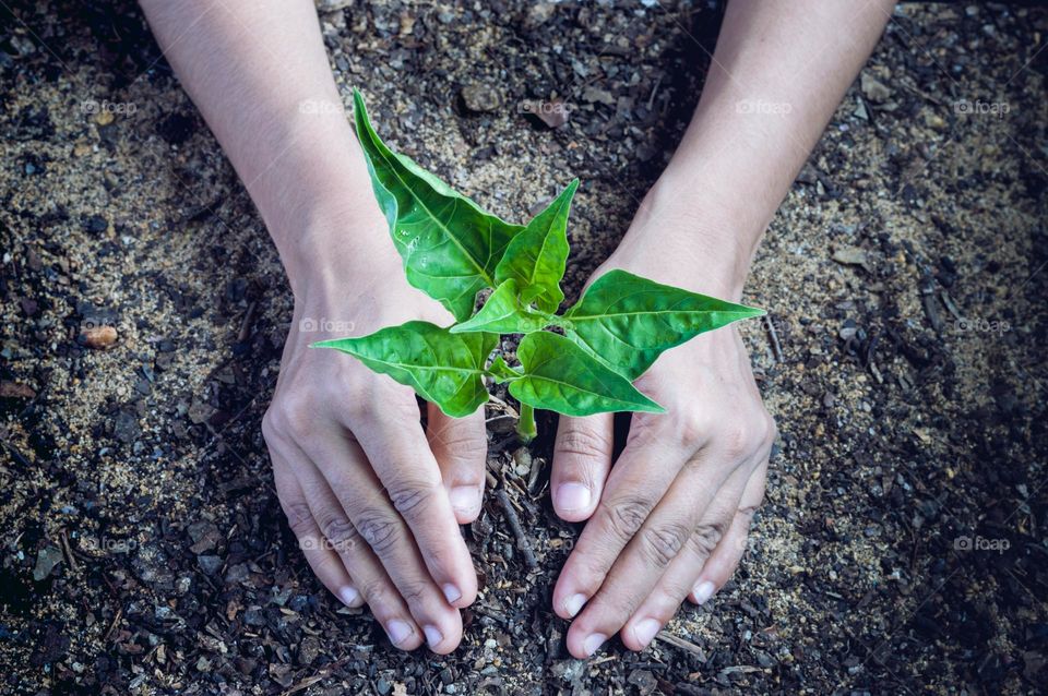 Green plant.