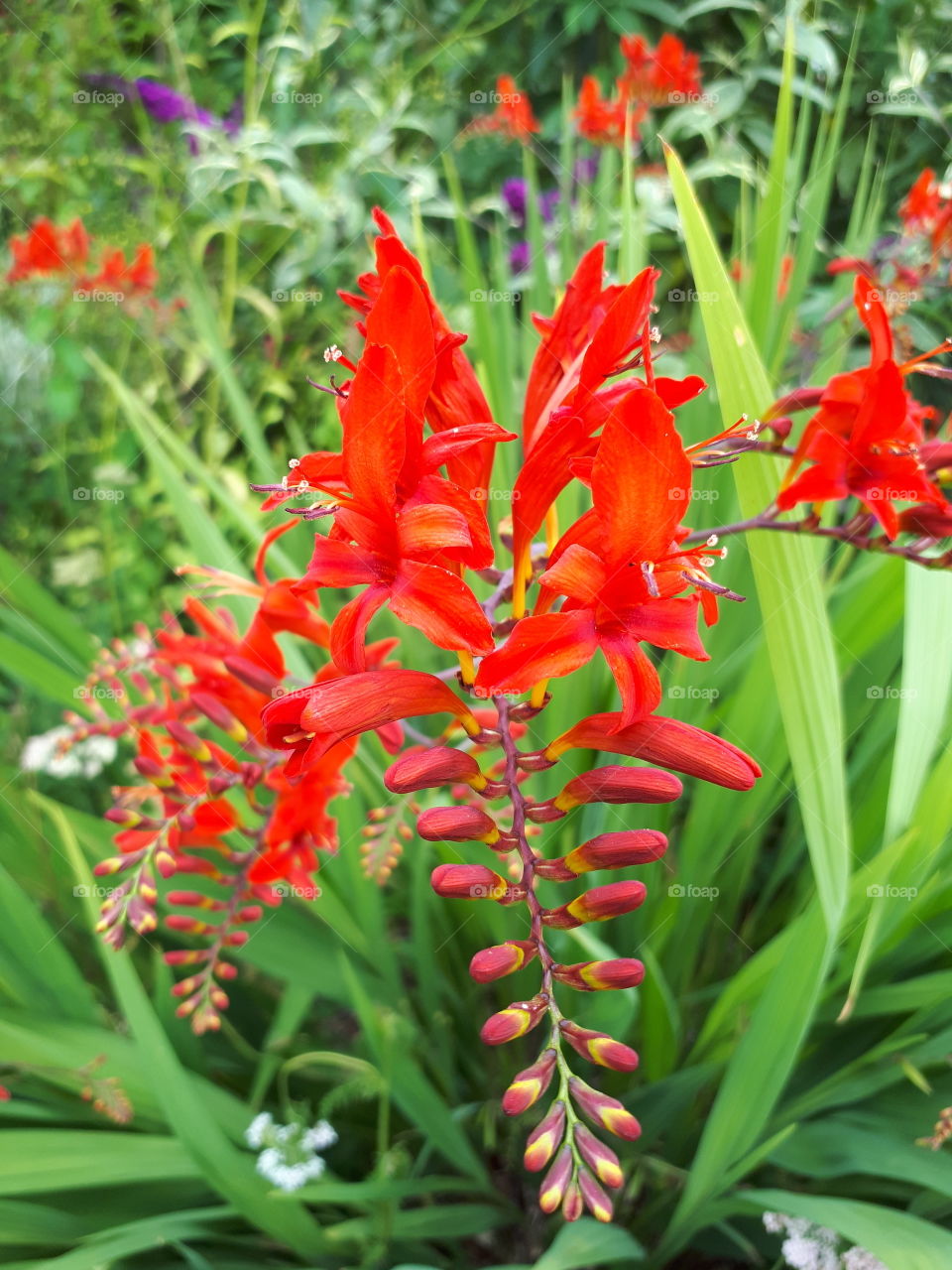 Godetia Flower