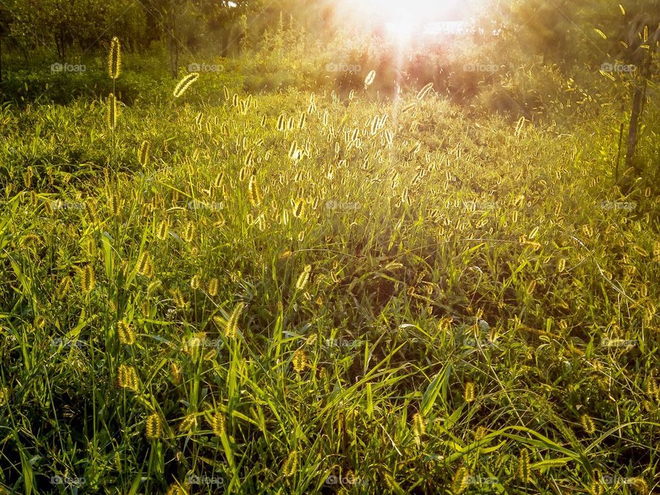 Grass field