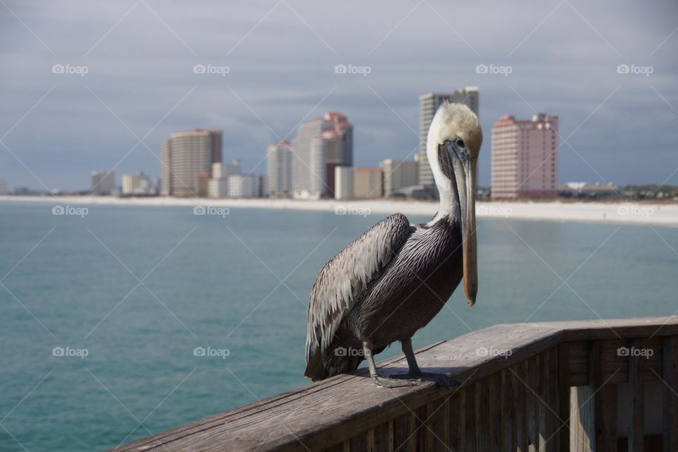 Pelican on the pier