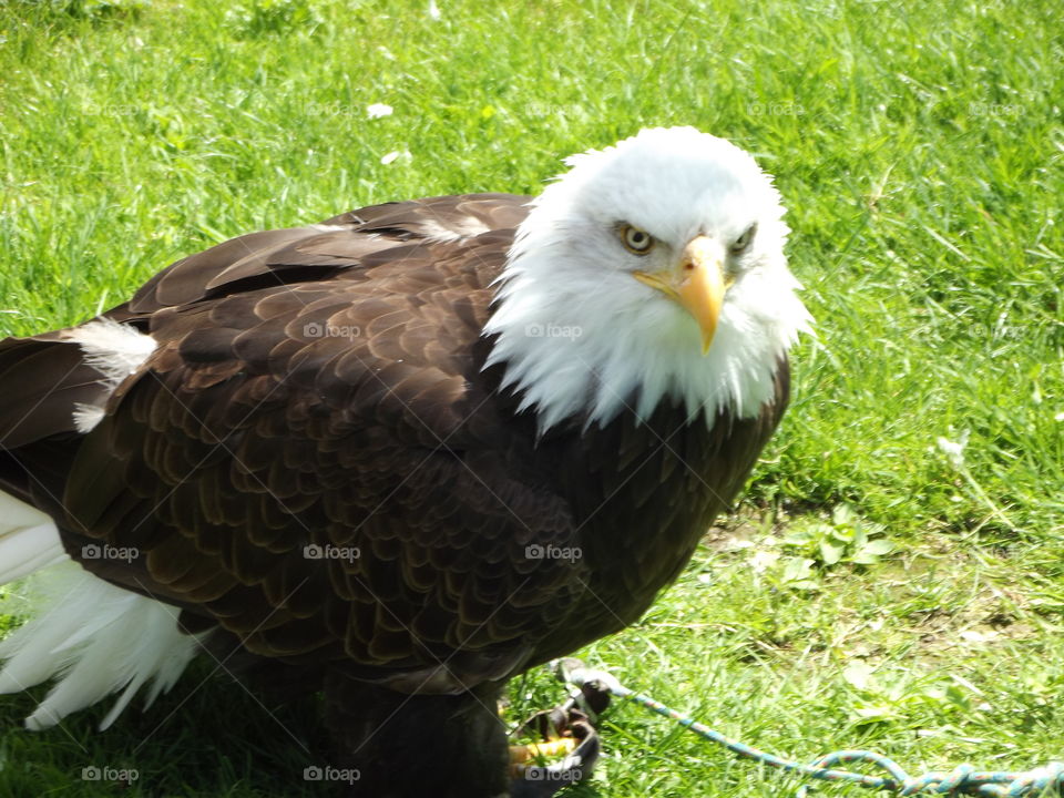 North American Eagle