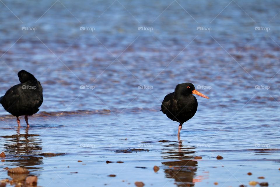 A South Australian Sooty Oyster Catcher seabird standing on one leg in the ocean 