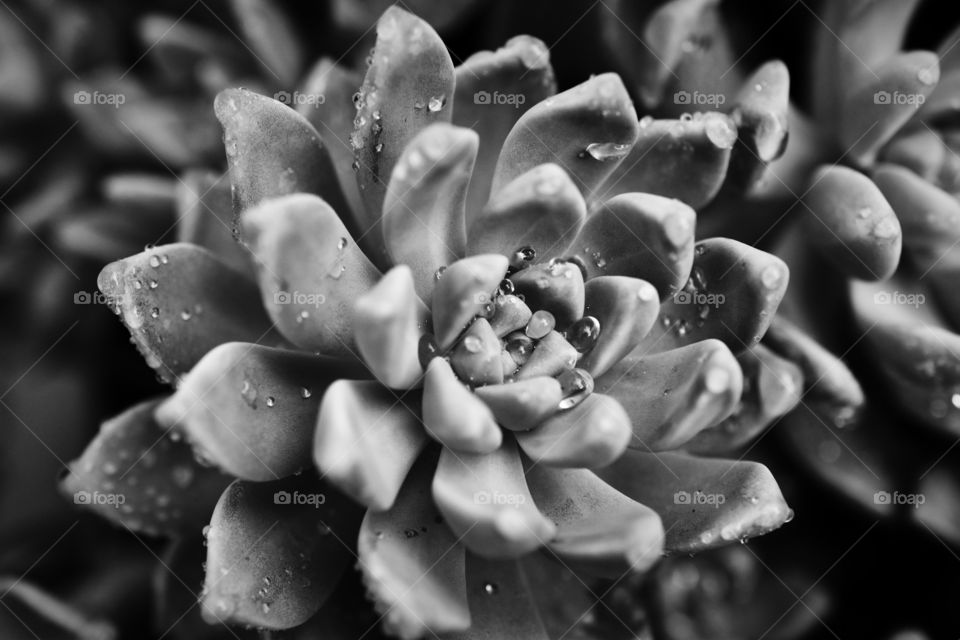 Raindrops on Succulent Flower 