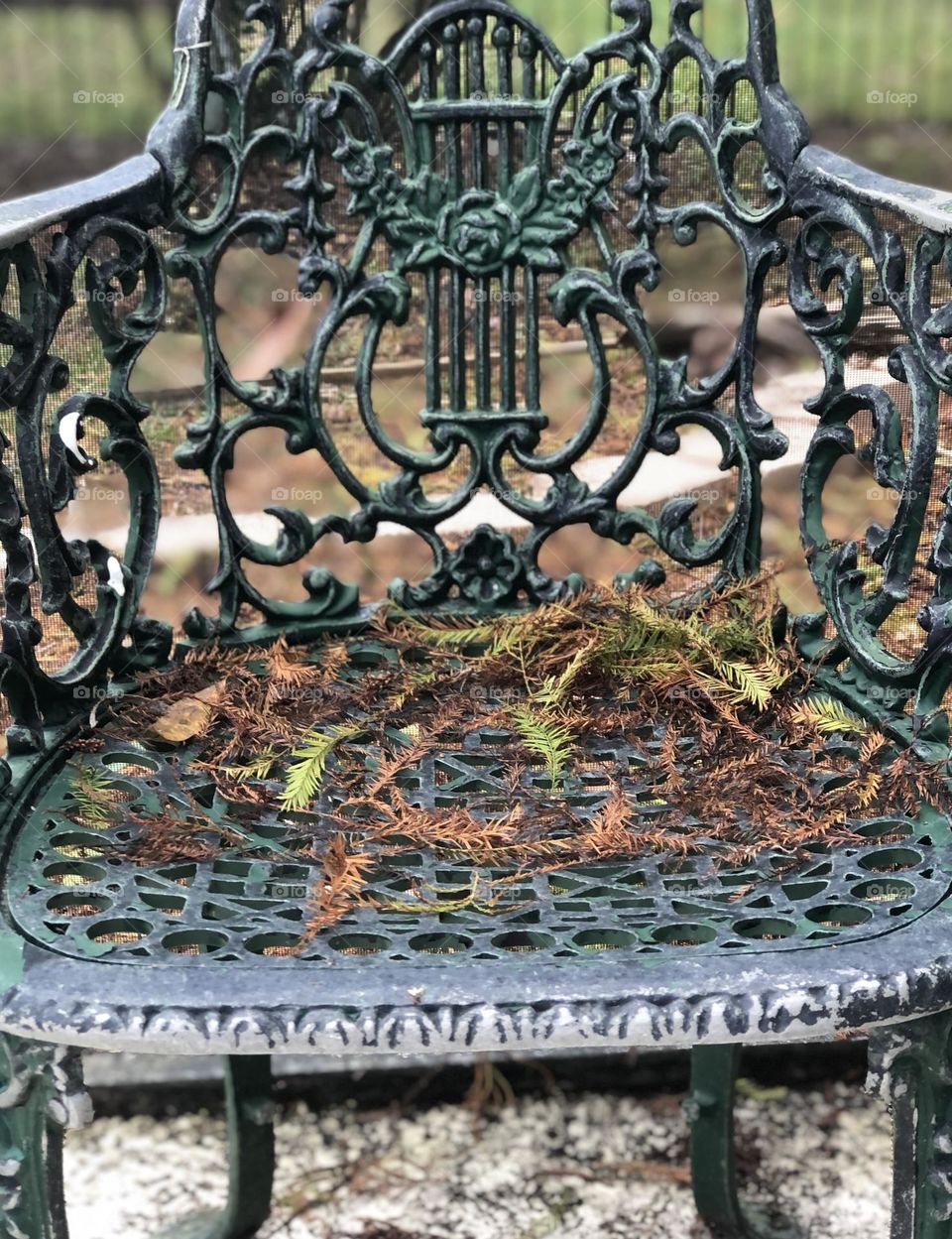 Cypress Fronds on Patio Chair