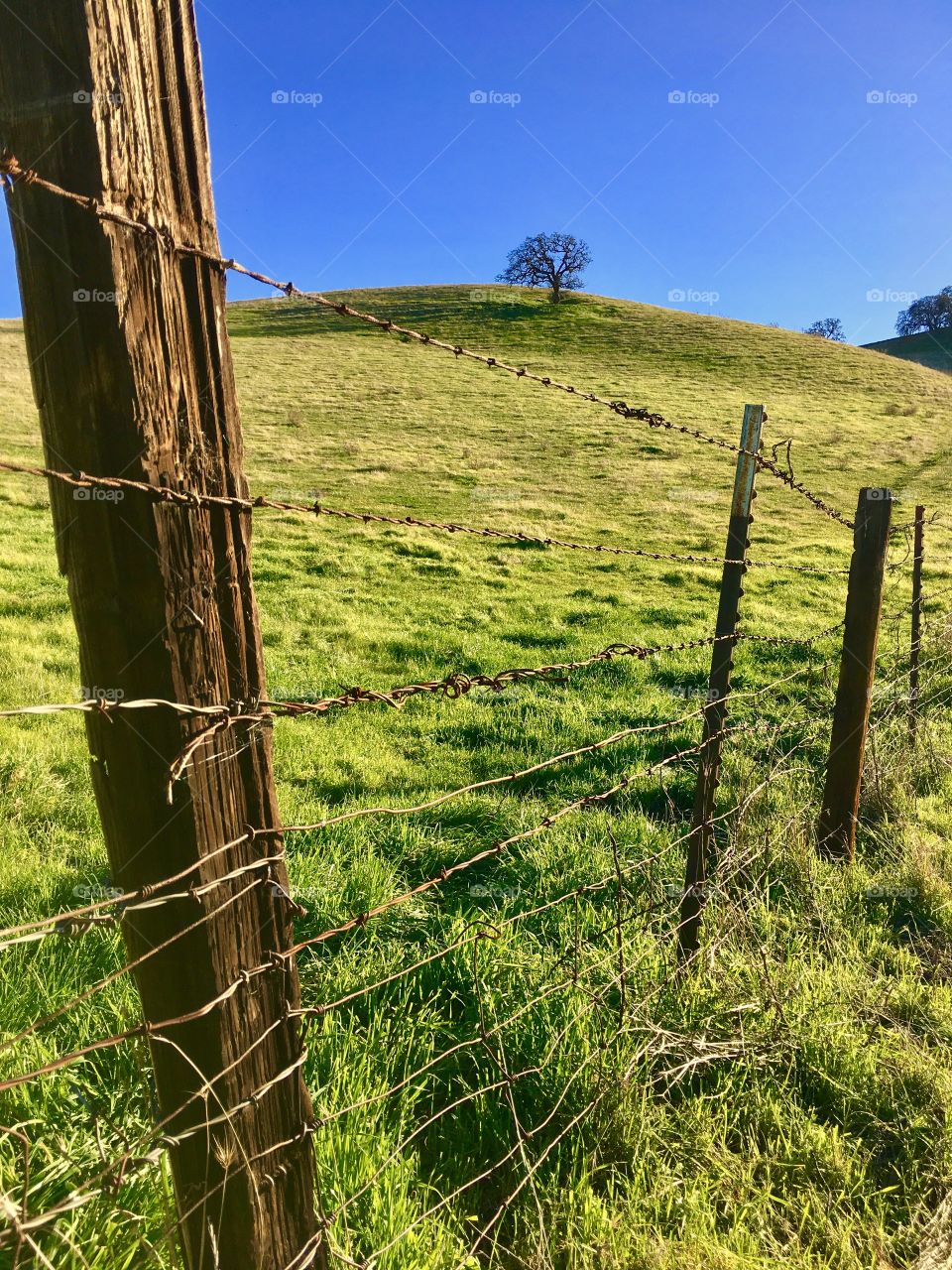 Scenic view of nature