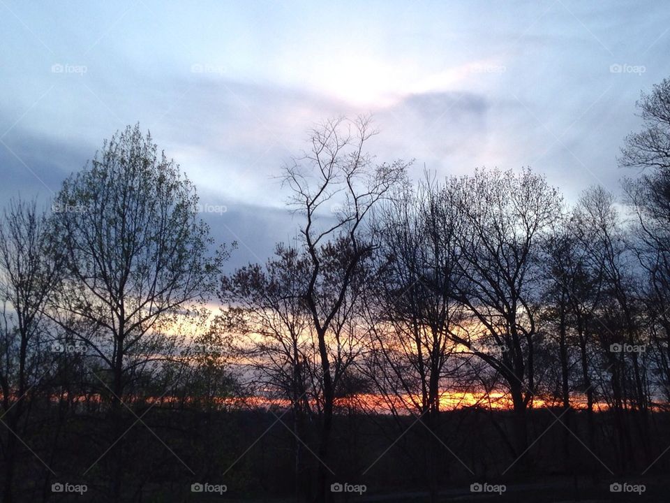 Sunset Trees at the Park