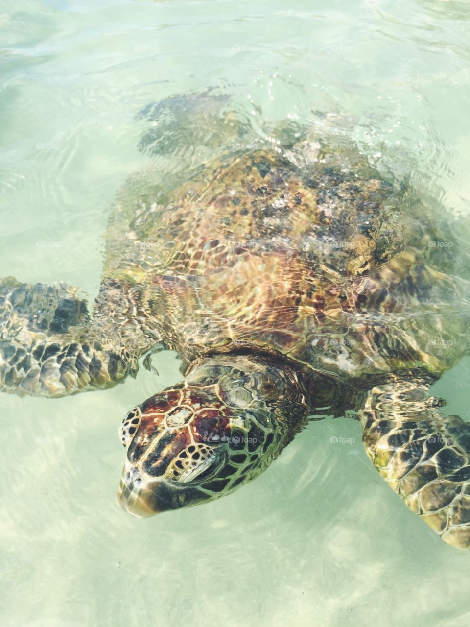 Sea turtle on Oahu 
